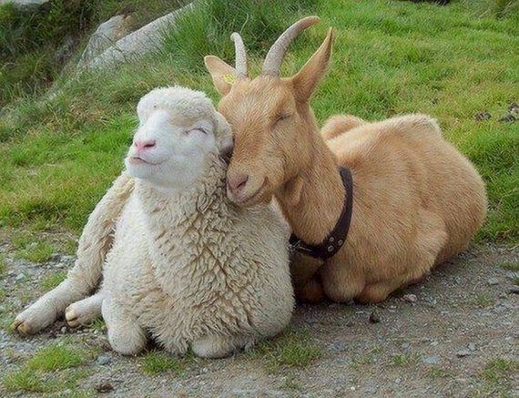 Goat Vs Lamb: Which One Is Best? 